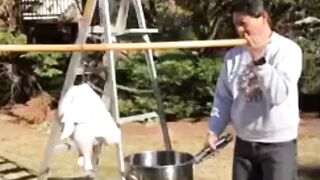 FUNNY 36