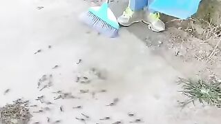Cleaning scorpions farm