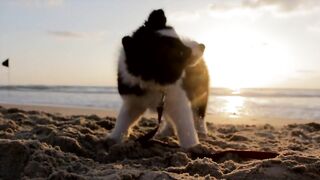 Paw Prints in Paradise: A Dog's Beach Day Adventure