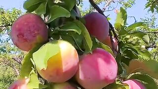 Natura| Fruit amazing