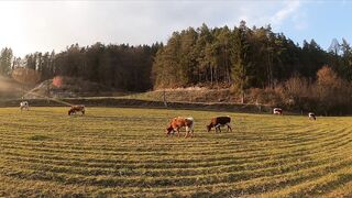 Beautiful cow