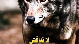 لا تناقش ????????