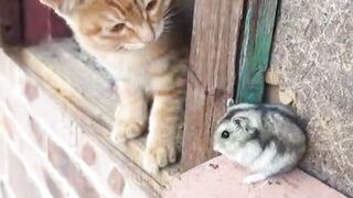 Cat and rat