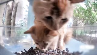 Orange Cat & Her Baby Orange ????????