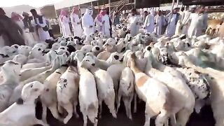 Makkah_ki_Bakra_Mandi
