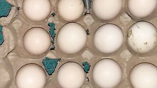 Eggs tray