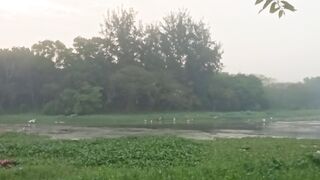 Lotus on pond in Bangladesh