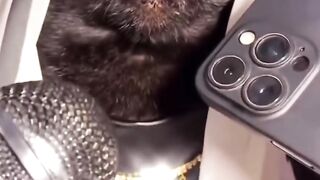 Middle_east_cats_part-2..????✨__#cat_#middleeast_#