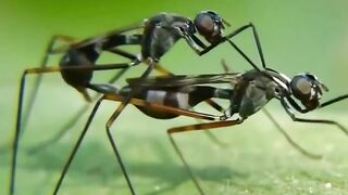 what would happen if all the mosquitoes in the world were to suddenly disappear?