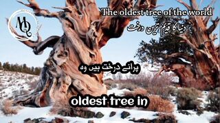 The Oldest Tree of the World - Qasim Ali Shah’s Inspiring Talk