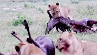 Lions