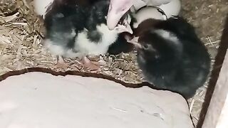 Astrolop child,why astrolop child is black,Chick baby fell safe with mother