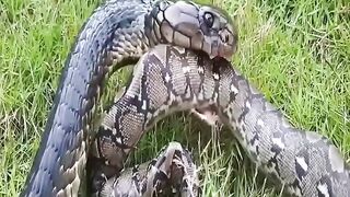 Cobra Hunting Python |unbelievable video| watching wait for end|