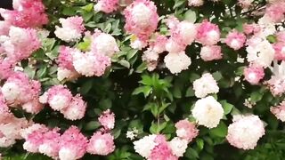 Where flowers bloom so does hope?