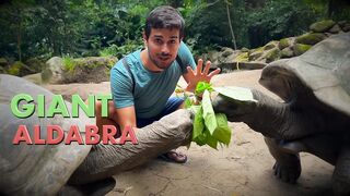 The Giant Aldabra Tortoises _ Longest Living Reptiles 190+ years