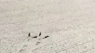 Noluyo ya !! Tavşan ve tazı köpeklerinin müthiş kovalamacası.