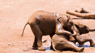 "baby" elephants