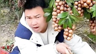 Chiness fruits
