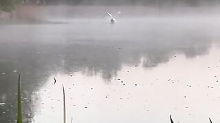 The Beautiful and Obedient White Goose