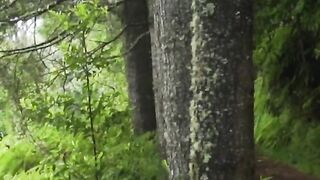 "Hutan Lindung Bedugul Bali Indonesia"