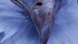 Eagle looking at world to fly High