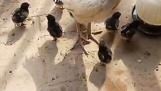 Astrolop, astrolop hen,best feed of chicken, chicken growth fast,how to care new born chicken baby