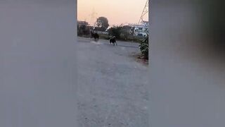 Should you own a Rottweiler dog. Watch this before buying a Rottweiler puppy