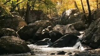 "Forest Serenity: Journey Along the Rocking River"