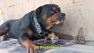 Top 10 Problems Of Rottweiler - Rottweiler Problems - Rottweiler के 10