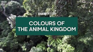 animal video