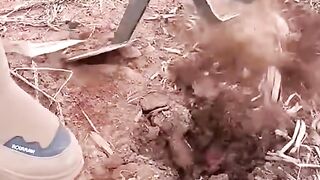 Fan arose construction
