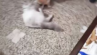 Cat video