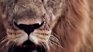 The King Lion Starring at.visulizing the circumstances