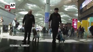 Watch therapy dogs comfort anxious travelers at Istanbul airport.