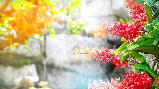 Honey Red Tone Orchid Flower Blooming Bali