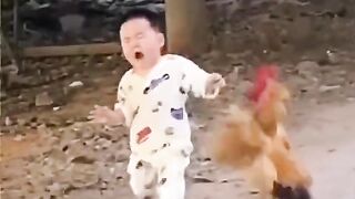 Funny and animals video