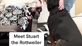 Therapy Rottweiler Visiting Disabled Patients