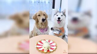 Dog Reaction to Cutting Cake - Funny Dog Cake Reaction Compilation