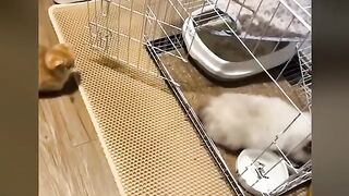 Best funniest animals videos 2024. Funny dogs and cats video of the years