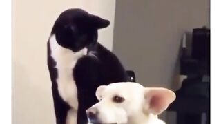 The dog knew it was coming ????????