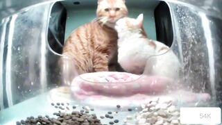 Cats - Kitten lovers