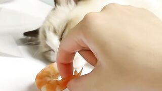 Funny cat ????????