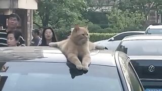 Funny cat ????