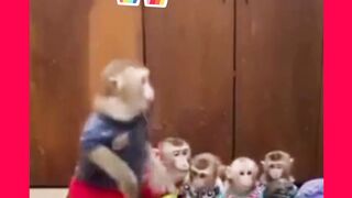 Entertainment