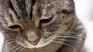 Little cats