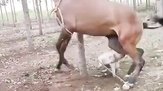 Funny video must watch