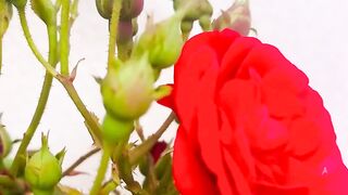 NATURE 88