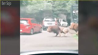 The scariest and most terrifying encounters with animals captured on camera