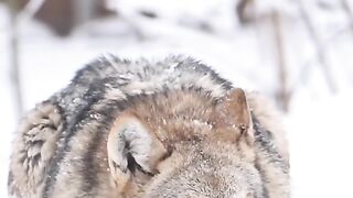Strenghth man Wolf sight video