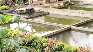 A fish pond that has a dual function is looking for a tourist spot